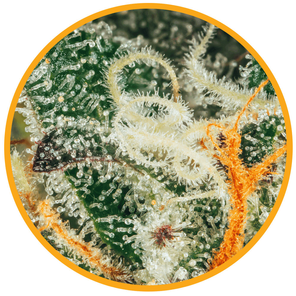 orange tingz macro cannabis bud