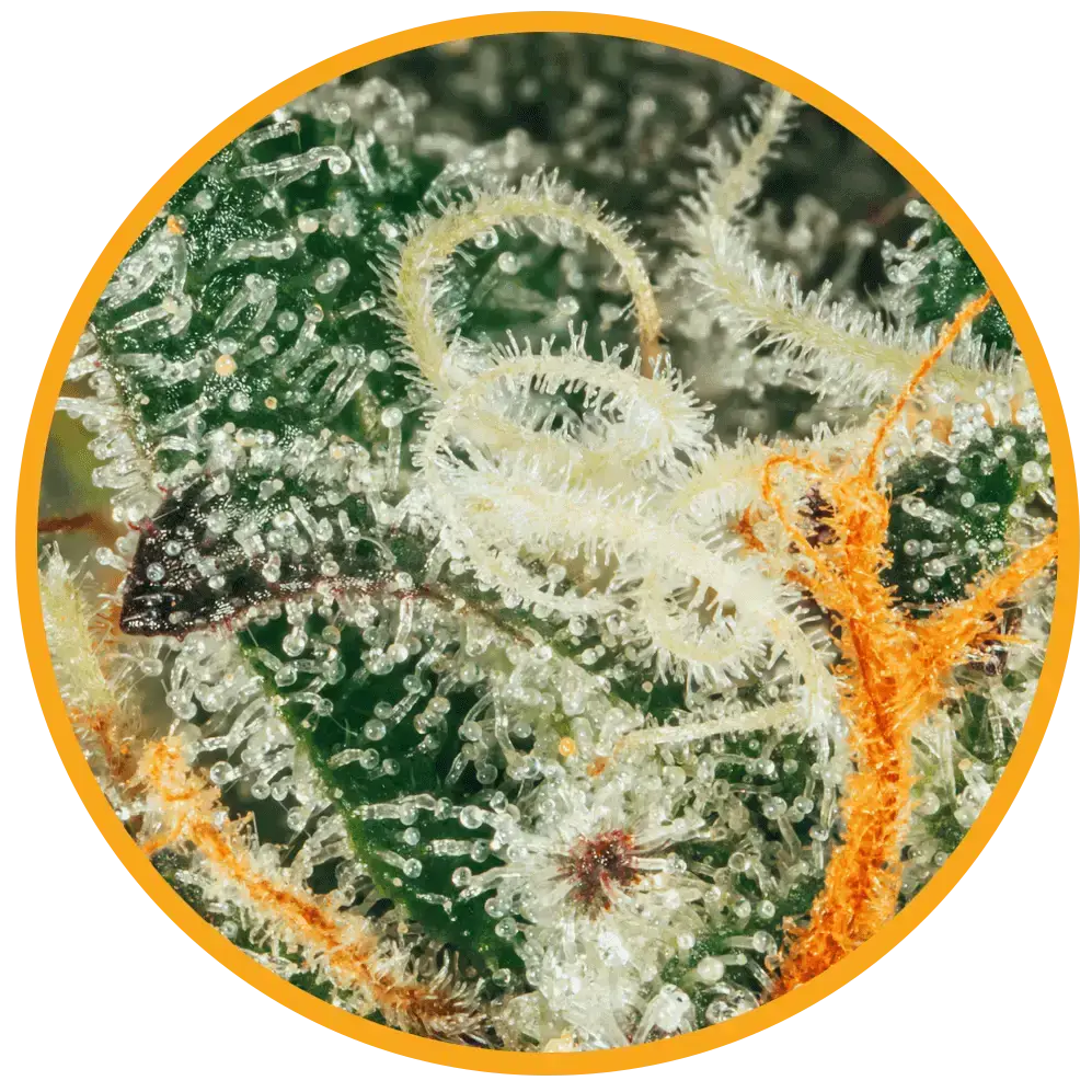 orange tingz macro cannabis bud and orange tingz pre-rolls image