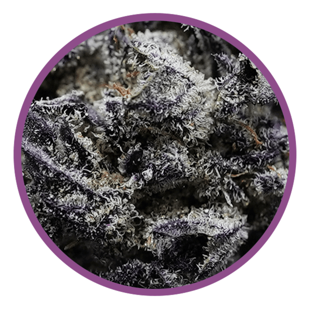 macro blackberry breath cannabis bud