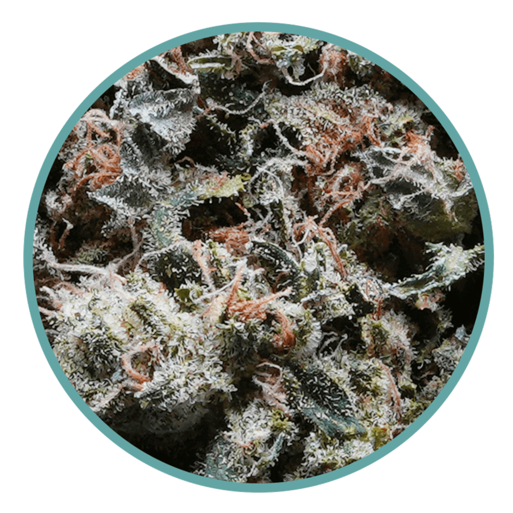 macro legendary larry strain cannabis bud, Legendary Larry strain image