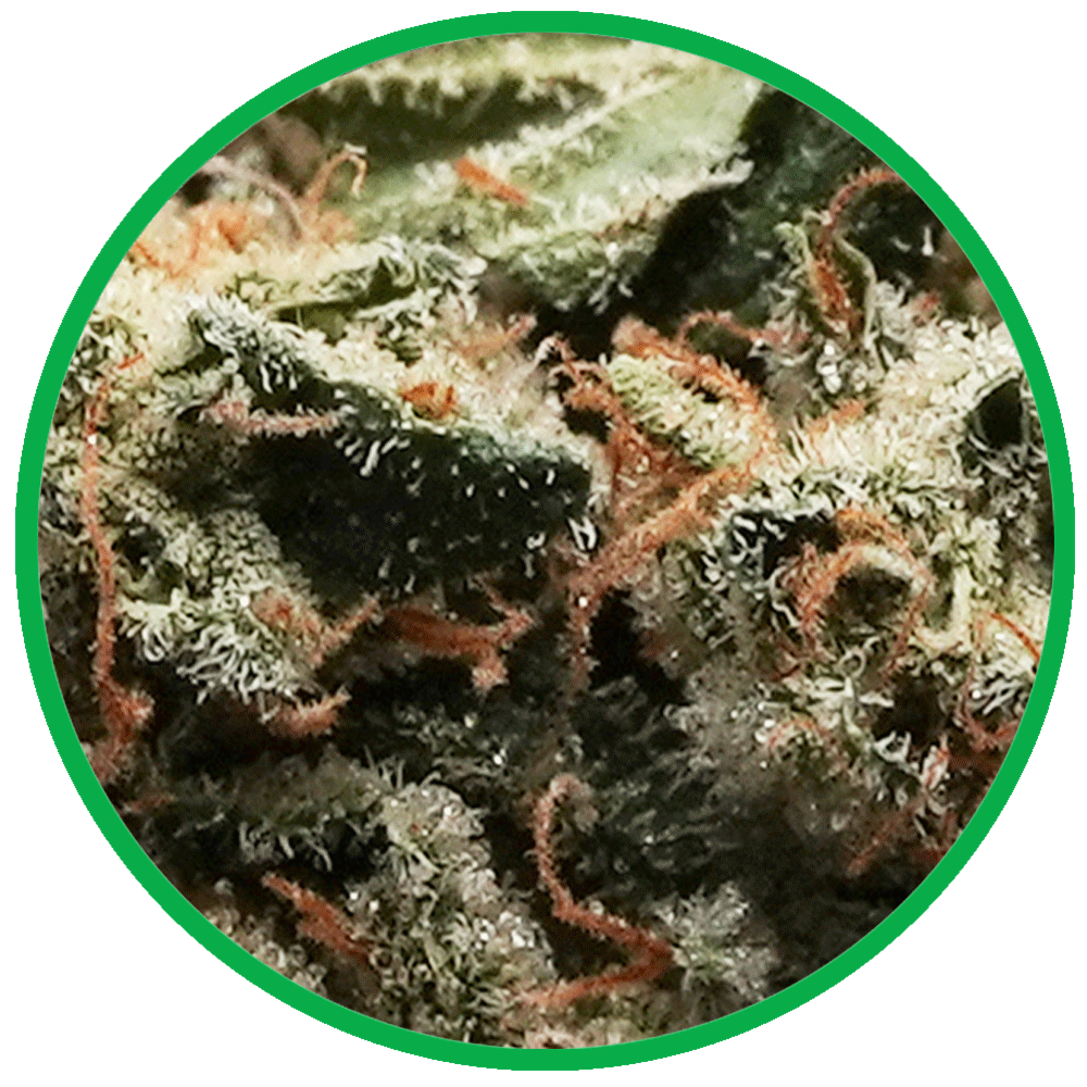 macro black triangle cannabis bud