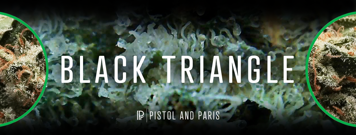 Black Triangle Cannabis Strain by Pistol and Paris