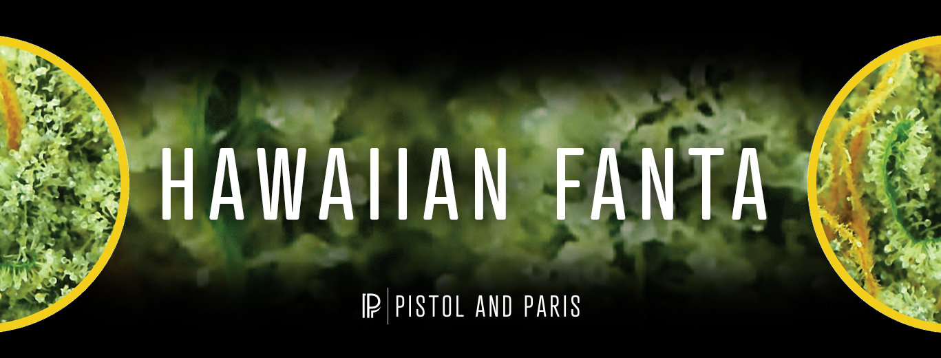 Hawaiian Fanta Strain by Pistol and Paris. Pineapple Fanta and Grape Gasoline Genetics