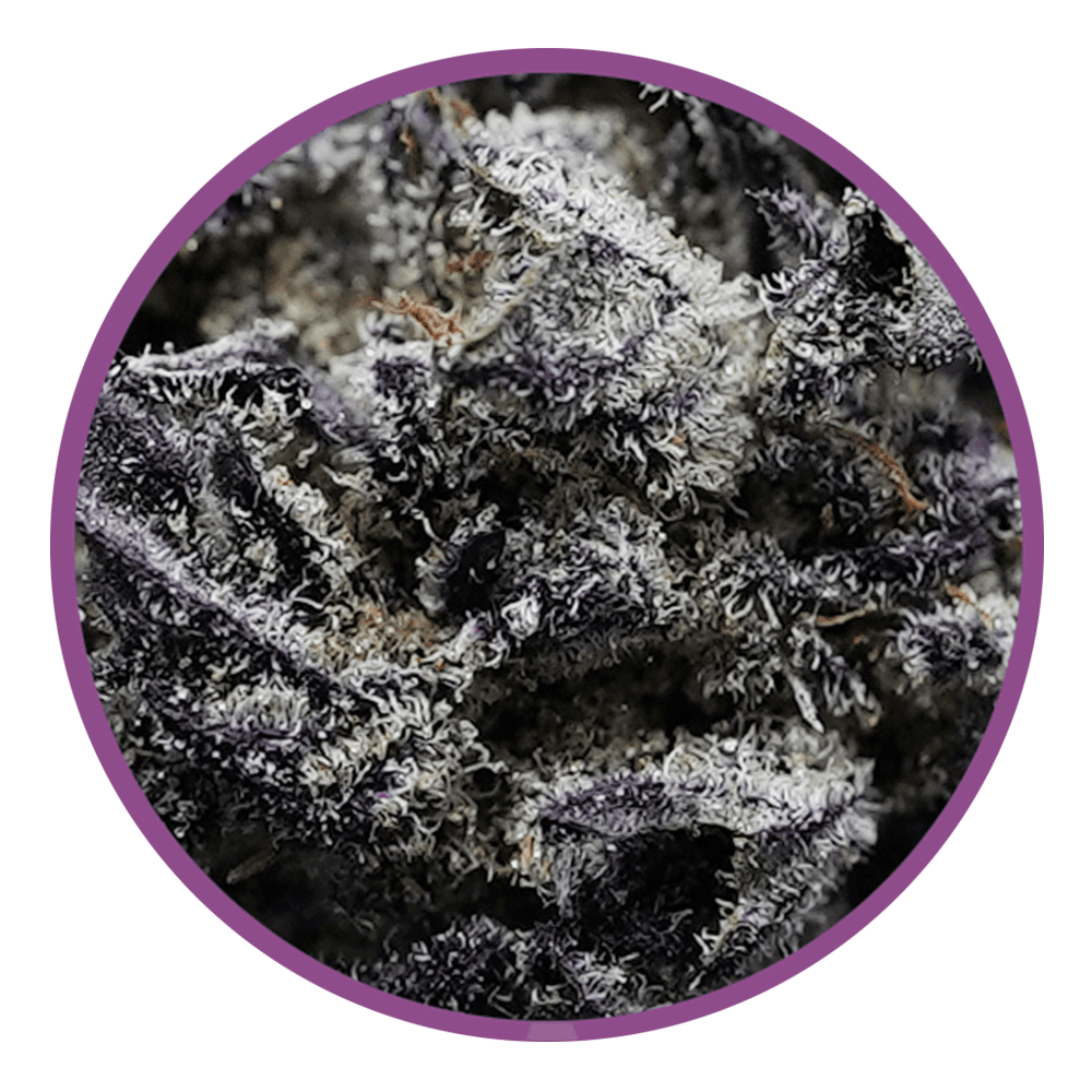 BlackberryBreath-macro